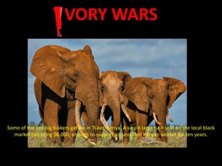 VORY WARS




Some of the last big tuskers gather in Tsavo, Kenya. A single large tusk sold on the local black
  market can bring $6,000, enough to support an unskilled Kenyan worker for ten years.
 