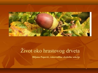 Život oko hrastovog drveta
     Biljana Popović, rukovodilac ekološke sekcije
 