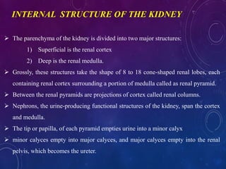 INTERNAL STRUCTURE OF THE KIDNEY
 The parenchyma of the kidney is divided into two major structures:
1) Superficial is the renal cortex
2) Deep is the renal medulla.
 Grossly, these structures take the shape of 8 to 18 cone-shaped renal lobes, each
containing renal cortex surrounding a portion of medulla called as renal pyramid.
 Between the renal pyramids are projections of cortex called renal columns.
 Nephrons, the urine-producing functional structures of the kidney, span the cortex
and medulla.
 The tip or papilla, of each pyramid empties urine into a minor calyx
 minor calyces empty into major calyces, and major calyces empty into the renal
pelvis, which becomes the ureter.
 