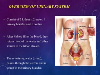 OVERVIEW OF URINARY SYSTEM
• Consist of 2 kidneys, 2 ureter, 1
urinary bladder and 1 urethra.
• After kidney filter the blood, they
return most of the water and other
soluter to the blood stream.
• The remaining water (urine),
passes through the ureters and is
stored in the urinary bladder.
 