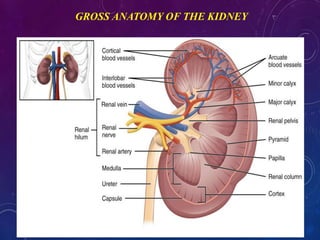 GROSS ANATOMY OF THE KIDNEY
 