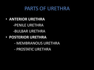 PARTS OF URETHRA
• ANTERIOR URETHRA
-PENILE URETHRA
-BULBAR URETHRA
• POSTERIOR URETHRA
- MEMBRANOUS URETHRA
- PROSTATIC URETHRA
 