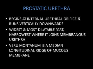 PROSTATIC URETHRA
• BEGINS ATINTERNAL URETHRAL ORIFICE &
RUNS VERTICALLY DOWNWARDS
• WIDEST & MOST DILATABLE PART,
NARROWEST WHERE IT JOINS MEMBRANOUS
URETHRA
• VERU MONTANUM IS A MEDIAN
LONGITUDINAL RIDGE OF MUCOUS
MEMBRANE
 