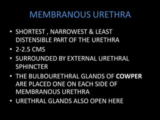 MEMBRANOUS URETHRA
• SHORTEST , NARROWEST & LEAST
DISTENSIBLE PART OF THE URETHRA
• 2-2.5 CMS
• SURROUNDED BY EXTERNAL URETHRAL
SPHINCTER
• THE BULBOURETHRAL GLANDS OF COWPER
ARE PLACED ONE ON EACH SIDE OF
MEMBRANOUS URETHRA
• URETHRAL GLANDS ALSO OPEN HERE
 