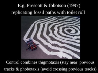 E.g. Prescott & Ibbotson (1997)
replicating fossil paths with toilet roll

Control combines thigmotaxis (stay near previous
tracks & phobotaxis (avoid crossing previous tracks)

 