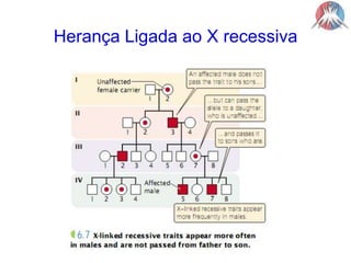 Herança Ligada ao X recessiva