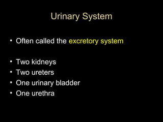 Urinary System
• Often called the excretory system
•
•
•
•

Two kidneys
Two ureters
One urinary bladder
One urethra

 