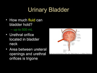 Urinary Bladder
• How much fluid can
bladder hold?
– up to 500 mL

• Urethral orifice
located in bladder
neck
• Area between ureteral
openings and urethral
orifices is trigone

 