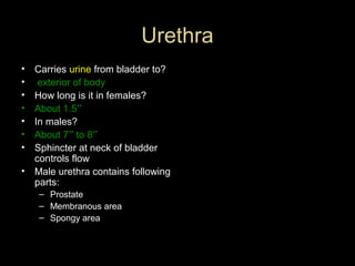 Urethra
•
•
•
•
•
•
•
•

Carries urine from bladder to?
exterior of body
How long is it in females?
About 1.5′′
In males?
About 7′′ to 8′′
Sphincter at neck of bladder
controls flow
Male urethra contains following
parts:
– Prostate
– Membranous area
– Spongy area

 