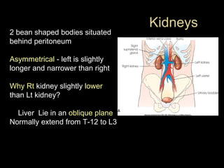 2 bean shaped bodies situated
behind peritoneum
Asymmetrical - left is slightly
longer and narrower than right
Why Rt kidney slightly lower
than Lt kidney?
Liver Lie in an oblique plane
Normally extend from T-12 to L3

Kidneys

 