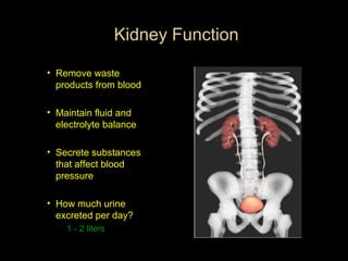 Kidney Function
• Remove waste
products from blood
• Maintain fluid and
electrolyte balance
• Secrete substances
that affect blood
pressure
• How much urine
excreted per day?
1 - 2 liters

 