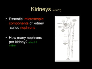 Kidneys (cont’d)
• Essential microscopic
components of kidney
called nephrons
• How many nephrons
per kidney? about 1
million

 