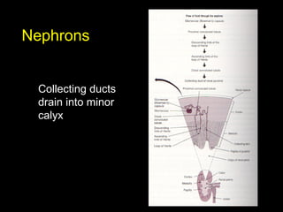 Nephrons
Collecting ducts
drain into minor
calyx

 