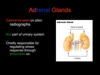 Adrenal Glands
Cannot be seen on plain

radiographs

Not part of urinary system
Chiefly responsible for
regulating stress
response through
adrenaline etc

 