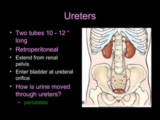 Ureters
• Two tubes 10 - 12 “
long
• Retroperitoneal
• Extend from renal
pelvis
• Enter bladder at ureteral
orifice

• How is urine moved
through ureters?
– peristalsis

 