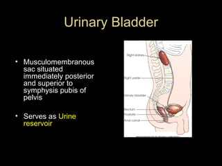 Urinary Bladder
• Musculomembranous
sac situated
immediately posterior
and superior to
symphysis pubis of
pelvis
• Serves as Urine
reservoir

 