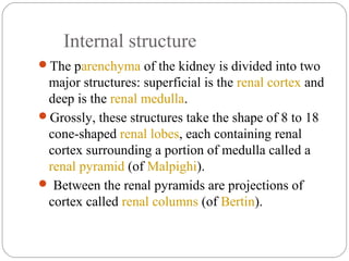 Internal structure
The parenchyma of the kidney is divided into two
major structures: superficial is the renal cortex and
deep is the renal medulla.
Grossly, these structures take the shape of 8 to 18
cone-shaped renal lobes, each containing renal
cortex surrounding a portion of medulla called a
renal pyramid (of Malpighi).
 Between the renal pyramids are projections of
cortex called renal columns (of Bertin).
 