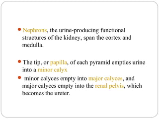 Nephrons, the urine-producing functional
structures of the kidney, span the cortex and
medulla.
The tip, or papilla, of each pyramid empties urine
into a minor calyx
 minor calyces empty into major calyces, and
major calyces empty into the renal pelvis, which
becomes the ureter.
 