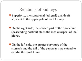 Relations of kidneys
Superiorly, the suprarenal (adrenal) glands sit
adjacent to the upper pole of each kidney
On the right side, the second part of the duodenum
(descending portion) abuts the medial aspect of the
kidney
On the left side, the greater curvature of the
stomach and the tail of the pancreas may extend to
overlie the renal hilum
 