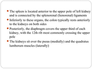 The spleen is located anterior to the upper pole of left kidney
and is connected by the splenorenal (lienorenal) ligaments
Inferiorly to these organs, the colon typically rests anteriorly
to the kidneys on both sides
Posteriorly, the diaphragm covers the upper third of each
kidney, with the 12th rib most commonly crossing the upper
pole
The kidneys sit over the psoas (medially) and the quadratus
lumborum muscles (laterally)
 