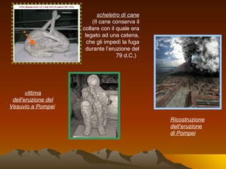 scheletro di cane
                         (Il cane conserva il
                     collare con il quale era
                      legato ad una catena,
                       che gli impedì la fuga
                      durante l’eruzione del
                                    79 d.C.)




       vittima
 dell'eruzione del
Vesuvio a Pompei

                                                Ricostruzione
                                                dell’eruzione
                                                di Pompei
 