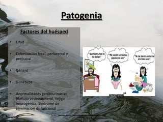 Patogenia
      Factores del huésped
•   Edad

•   Colonización fecal, periuretral y
    prepucial

•   Género

•   Genéticos

•   Anormalidades genitourinarias
    (Reflujo vesicoureteral, Vejiga
    neurogénica, Síndrome de
    eliminación disfuncional
                              Nevarez Alvaro,"Infeccion de vías urinarias en niños",
                                                      (2005)                           11
 