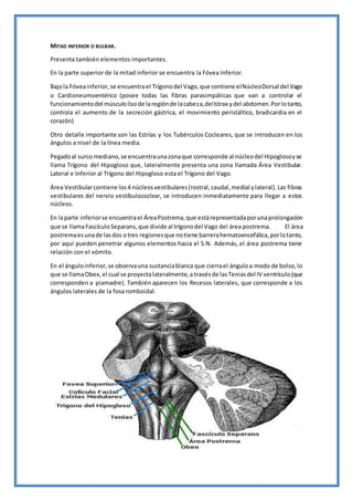 MITAD INFERIOR O BULBAR.
Presenta también elementos importantes.
En la parte superior de la mitad inferior se encuentra la Fóvea Inferior.
Bajola Fóveainferior,se encuentrael Trígonodel Vago,que contiene elNúcleoDorsal del Vago
o Cardioneumoentérico (posee todas las fibras parasimpáticas que van a controlar el
funcionamientodel músculolisode laregiónde lacabeza,deltórax ydel abdomen.Porlotanto,
controla el aumento de la secreción gástrica, el movimiento peristáltico, bradicardia en el
corazón)
Otro detalle importante son las Estrías y los Tubérculos Cocleares, que se introducen en los
ángulos a nivel de la línea media.
Pegadoal surco mediano,se encuentraunazonaque corresponde al núcleodel Hipoglosoyse
llama Trígono del Hipogloso que, lateralmente presenta una zona llamada Área Vestibular.
Lateral e Inferior al Trígono del Hipogloso esta el Trígono del Vago.
Área Vestibularcontiene los4 núcleosvestibulares(rostral,caudal,medial ylateral).Las fibras
vestibulares del nervio vestíbulococlear, se introducen inmediatamente para llegar a estos
núcleos.
En laparte inferiorse encuentrael ÁreaPostrema,que estárepresentadaporunaprolongación
que se llamaFascículoSeparans,que divide al trígonodel Vago del área postrema. El área
postremaesunade lasdos otres regionesque notiene barrerahematoencefálica,porlotanto,
por aquí pueden penetrar algunos elementos hacia el S.N. Además, el área postrema tiene
relación con el vómito.
En el ánguloinferior,se observauna sustanciablanca que cierrael ánguloa modo de bolso,lo
que se llamaObex,el cual se proyectalateralmente,a travésde lasTeniasdel IV ventrículo(que
corresponden a piamadre). También aparecen los Recesos laterales, que corresponde a los
ángulos laterales de la fosa romboidal.
 