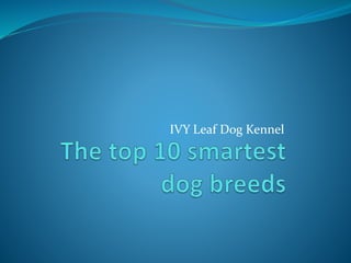 IVY Leaf Dog Kennel
 