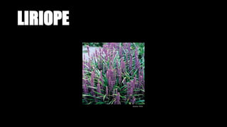 LIRIOPE
Source: Flickr
 