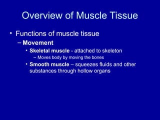Comprehensive Overview of Muscle Tissue: Structure, Function, and ...
