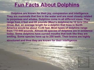 I Wanna Learn To Play Like The Dolphins
