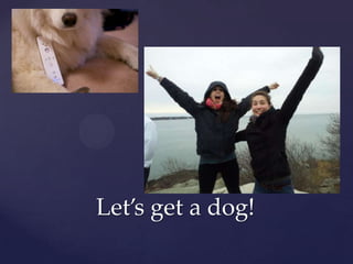 Let’s get a dog!

 