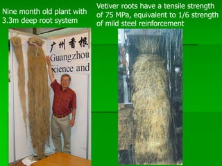 Nine month old plant with
3.3m deep root system
Vetiver roots have a tensile strength
of 75 MPa, equivalent to 1/6 strength
of mild steel reinforcement
 
