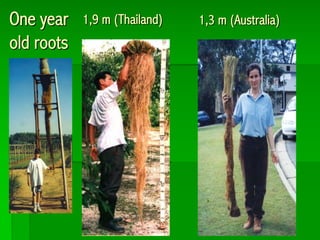 One year
old roots
1,9 m (Thailand) 1,3 m (Australia)
 