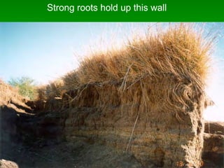 Strong roots hold up this wall
 
