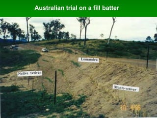 Australian trial on a fill batter
 