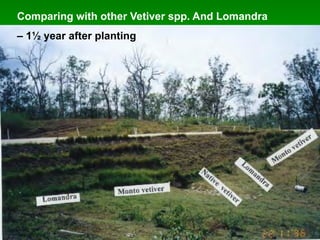 Comparing with other Vetiver spp. And Lomandra
– 1½ year after planting
 
