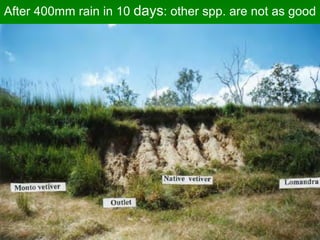 After 400mm rain in 10 days: other spp. are not as good
 
