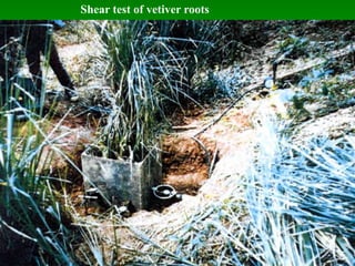 Shear test of vetiver roots
 