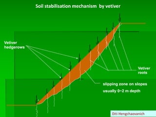 Soil stabilisation mechanism by vetiver
slipping zone on slopes
usually 0~2 m depth
Vetiver
roots
Vetiver
hedgerows
Diti Hengchaovanich
 