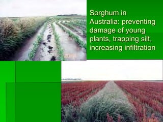 Sorghum in
Australia: preventing
damage of young
plants, trapping silt,
increasing infiltration
 