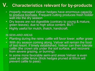 § Properly managed Vetiver hedges have enormous capacity
to produce biomass. Frequent cutting produces fresh fodder
well into the dry season
§ Dry leaves are not digestible (contrary to young & mature,
green leaves), due to high silica content, BUT:
§ Highly useful for mulch, thatch, handicraft.
IN SEMI-ARID AREAS
§ Planting during the rains: cattle will favor lower, softer grass
§ With dry season coming along, Vetiver will remain the food
of last resort. If timely established, Vetiver can then tolerate
cattle (the crown sits under the soil surface, and recovers
from severe grazing, or burning).
§ In some more favorable semi-arid areas Vetiver is even
used as cattle fence (thick hedges pruned at 60cm will
prevent cattle to pass).
V. Characteristics relevant for by-products
 