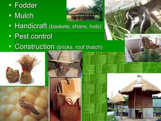 § Fodder
§ Mulch
§ Handicraft (baskets, chairs, hats)
§ Pest control
§ Construction (bricks, roof thatch)
 