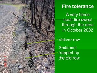 Vetiver row
Sediment
trapped by
the old row
Fire tolerance
A very fierce
bush fire swept
through the area
in October 2002
 