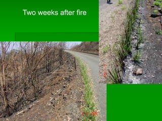 Two weeks after fire
 