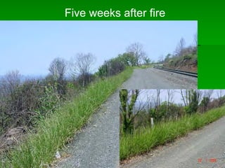 Five weeks after fire
 