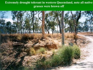 Extremely drought tolerant in western Queensland, note all native
grasses were brown off
 