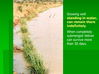 Growing well
standing in water,
can remain there
indefinitely.
When completely
submerged Vetiver
can survive more
than 50 days.
 