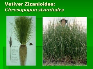 Vetiver Zizanioides:
Chrosopogon zizaniodes
 