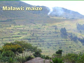 Malawi: maize
 